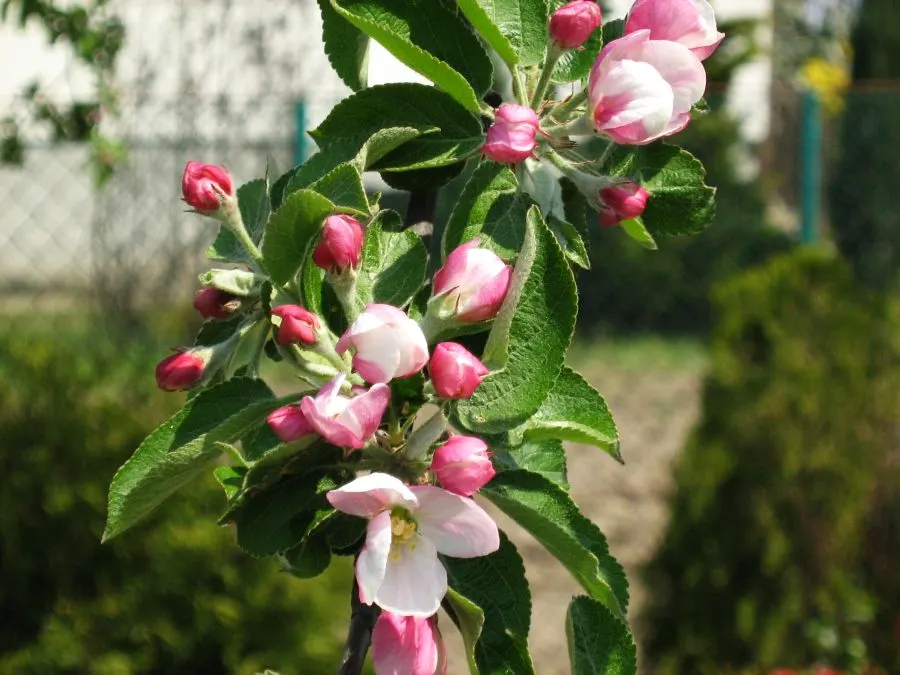 Jabłoń Sieversa (Malus sieversii (Ledeb.) Roem.) z mojego ogrodu