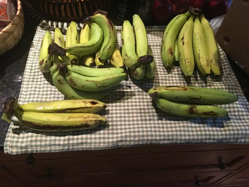 This is about 30 Gros Michel Bananas sitting on a countertop from various angles in various stages of ripening