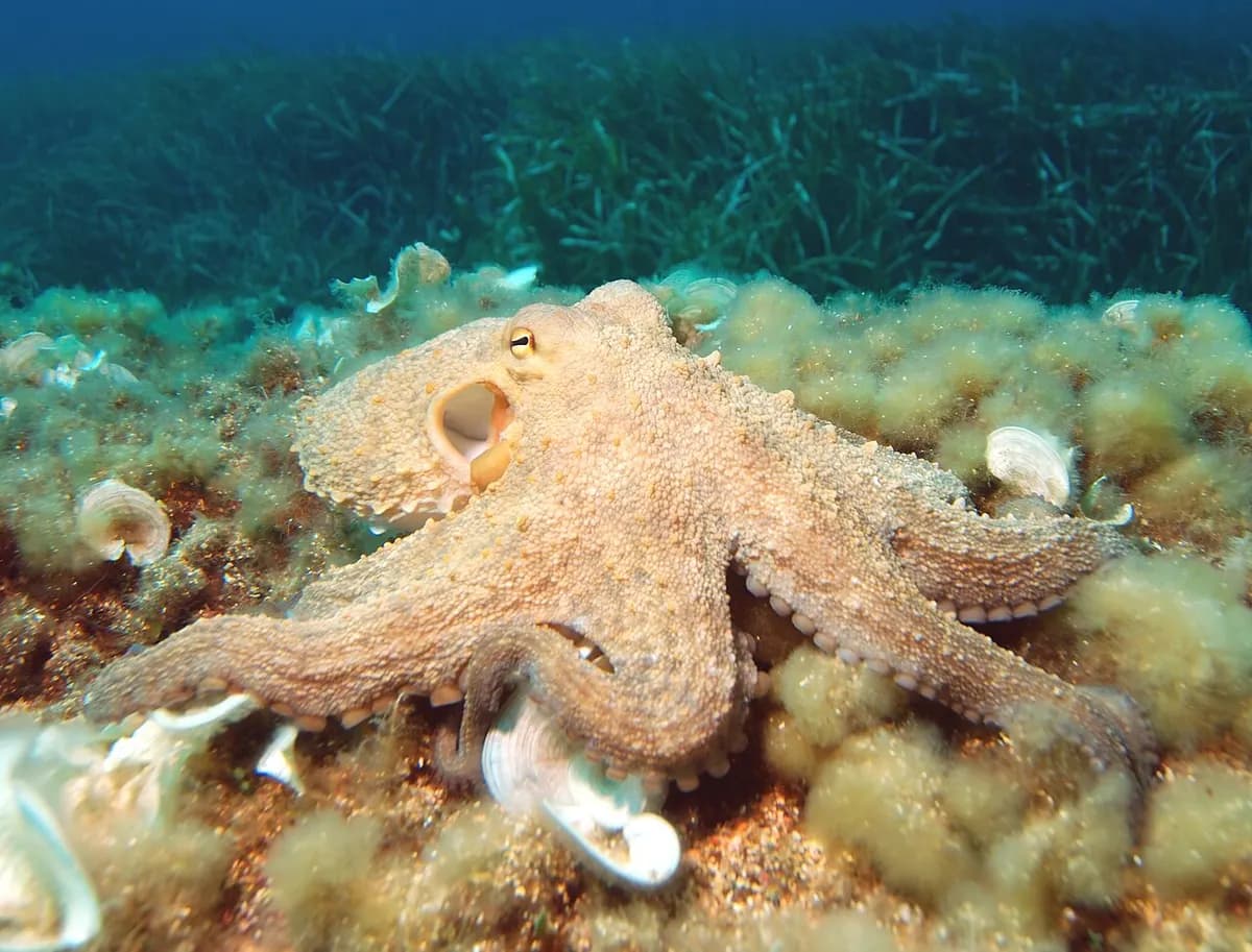 Octopus vulgaris (common octopus)