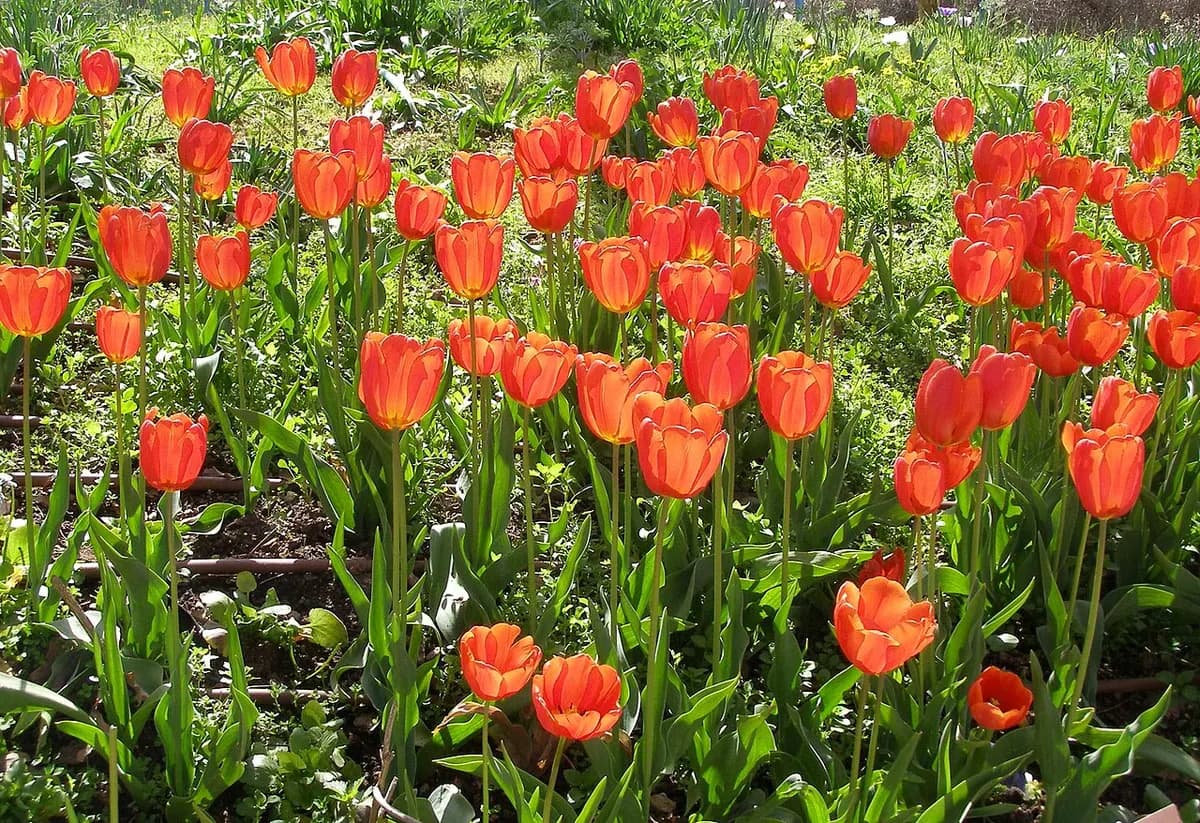 חלקת צבעוני רחב עלים (Tulipa gesneriana) בפריחה בגן הבוטני בירושלים. צבעוני רחב עלים הוא צמח נוי תרבותי ממשפחת השושניים. זהו גאופיט בעל בצל שמקורו באסיה. בזכות 