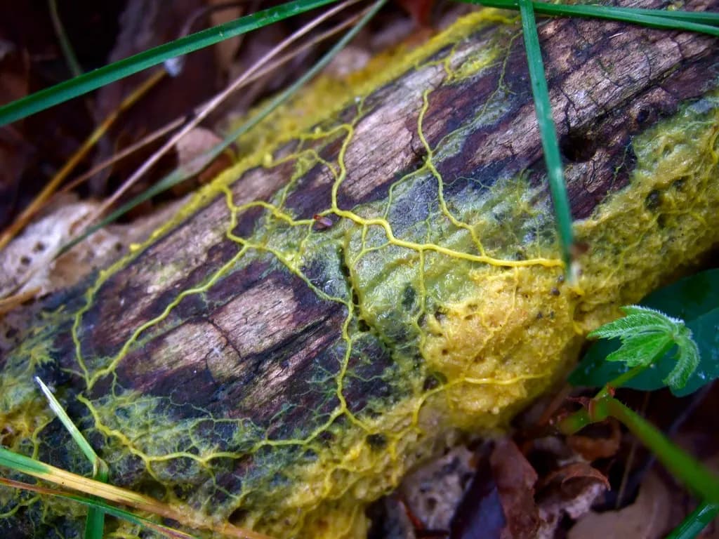 плазмодій слизовика виду Physarum polycephalum